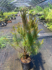 Thumbnail for Pinus strobus 'Sarah Rachel' Eastern White Pine - Maple Ridge Nursery