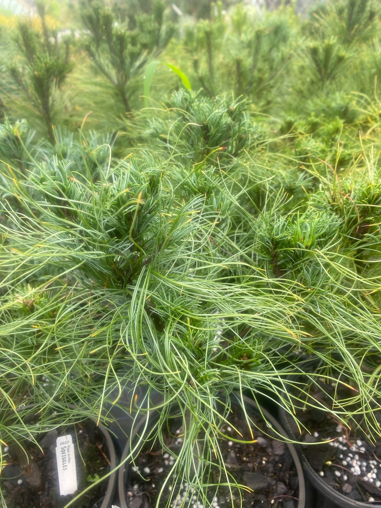 Pinus strobus 'Squiggles' Twisted Eastern White Pine - Maple Ridge Nursery