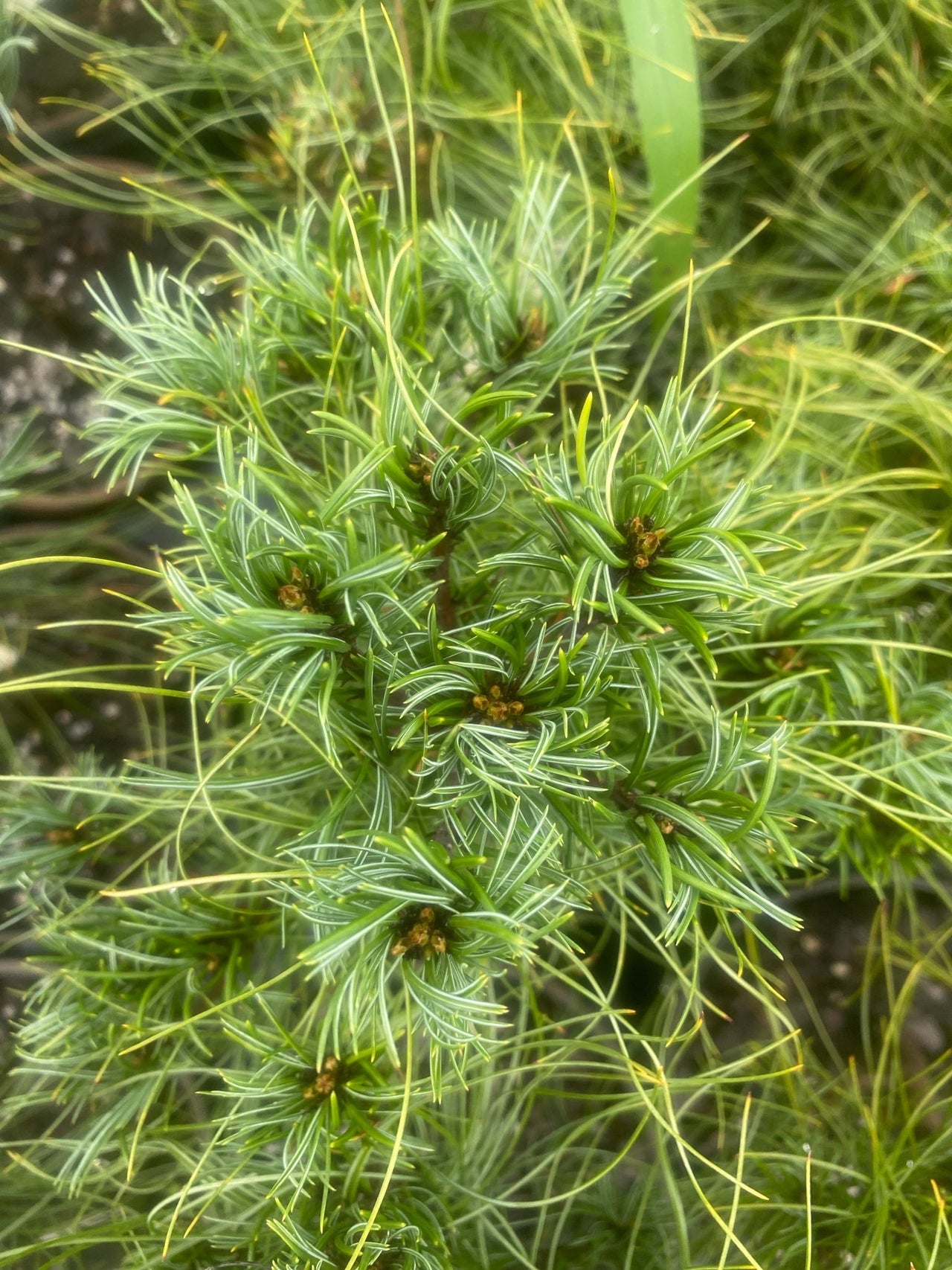 Pinus strobus 'Squiggles' Twisted Eastern White Pine - Maple Ridge Nursery