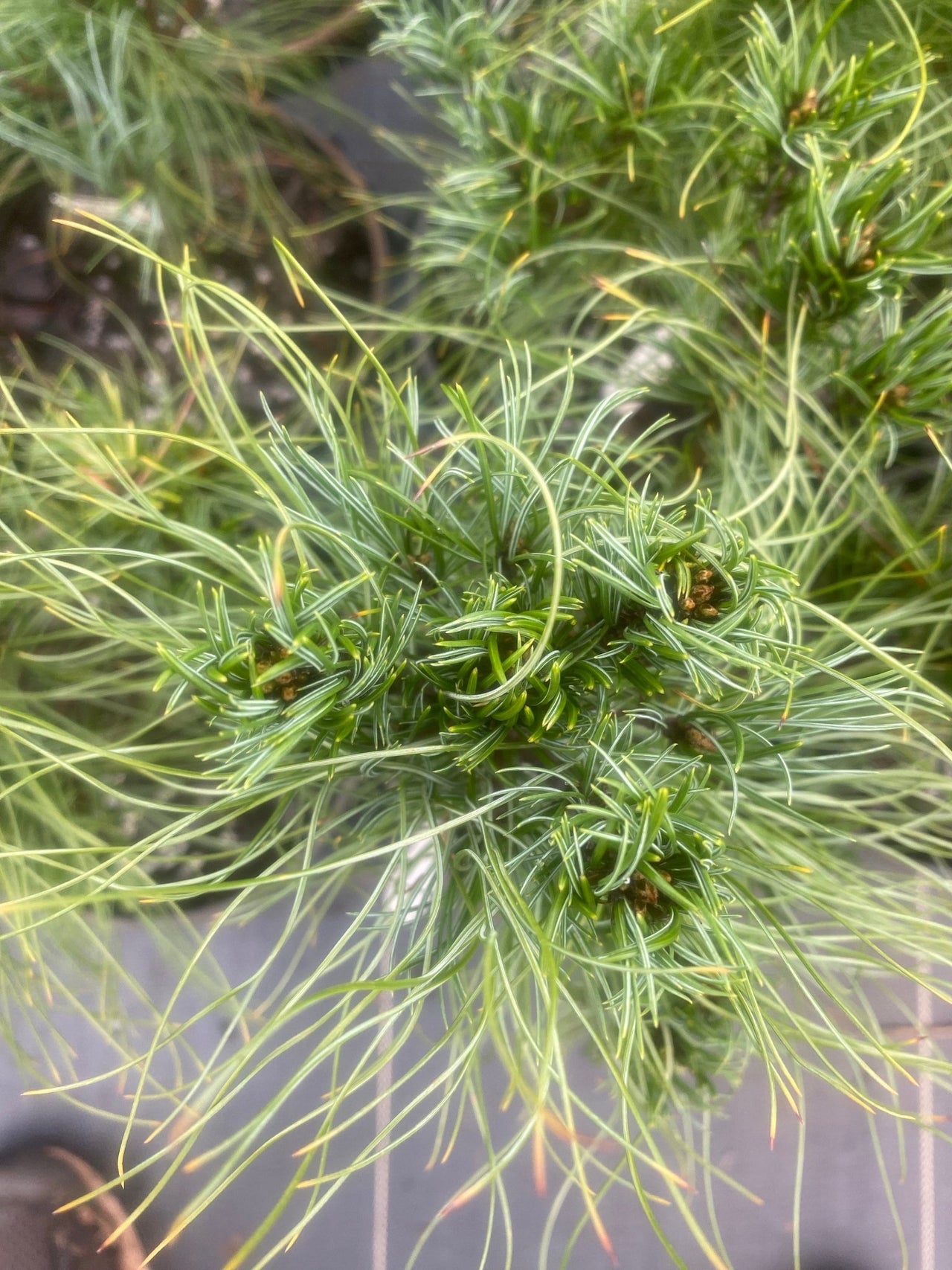 Pinus strobus 'Squiggles' Twisted Eastern White Pine - Maple Ridge Nursery