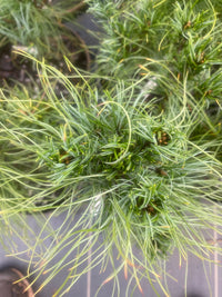 Thumbnail for Pinus strobus 'Squiggles' Twisted Eastern White Pine - Maple Ridge Nursery