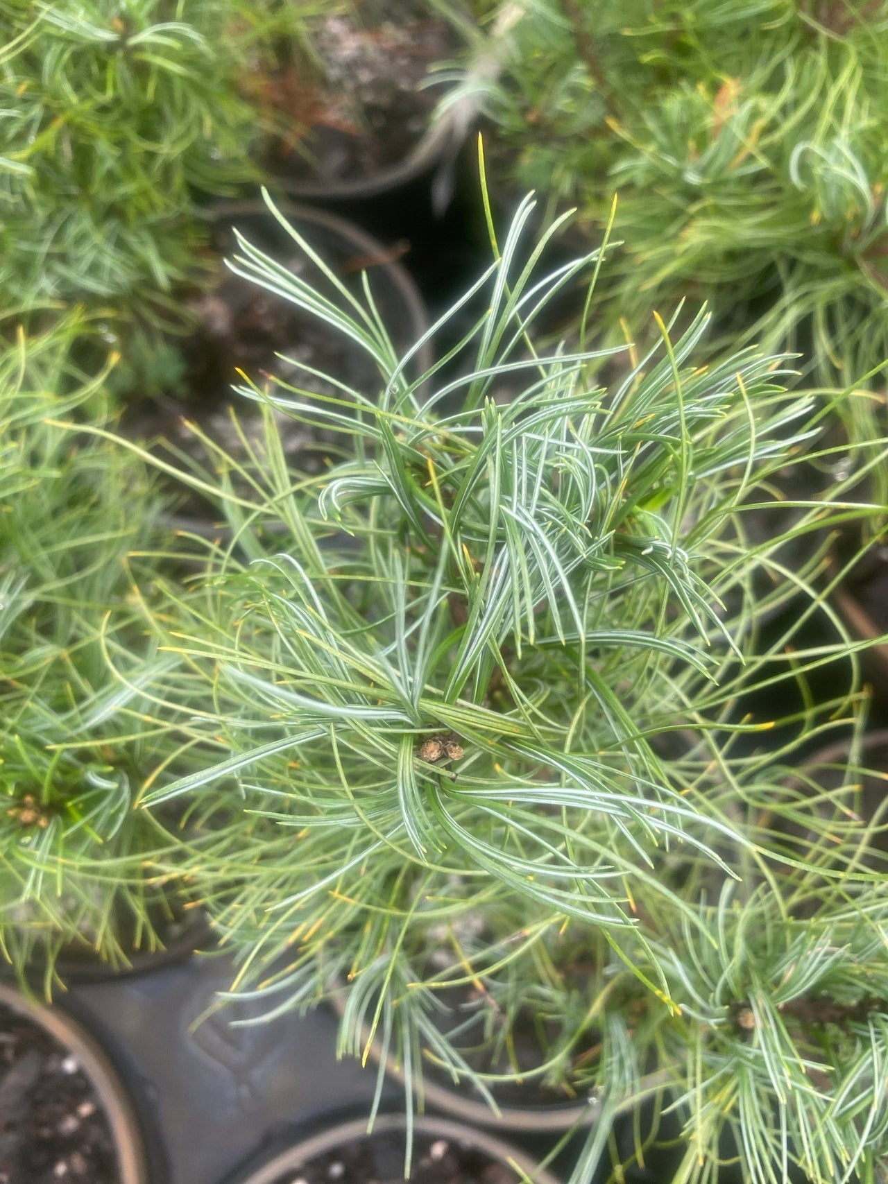 Pinus strobus 'Squiggles' Twisted Eastern White Pine - Maple Ridge Nursery