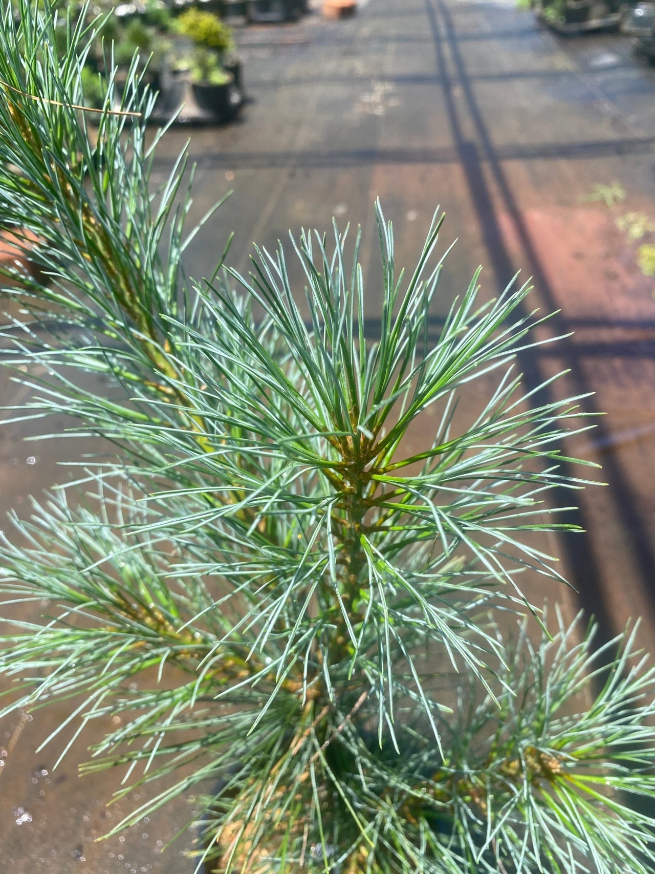 Pinus strobus 'Stowe Pillar' Eastern White Pine - Maple Ridge Nursery