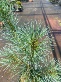 Thumbnail for Pinus strobus 'Stowe Pillar' Eastern White Pine - Maple Ridge Nursery