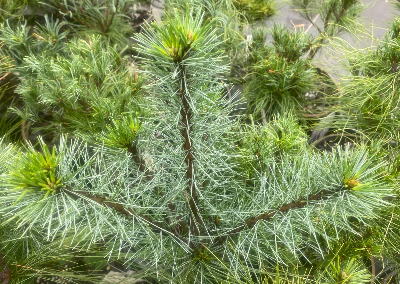 Pinus strobus 'Uconn' Eastern White Pine - Maple Ridge Nursery