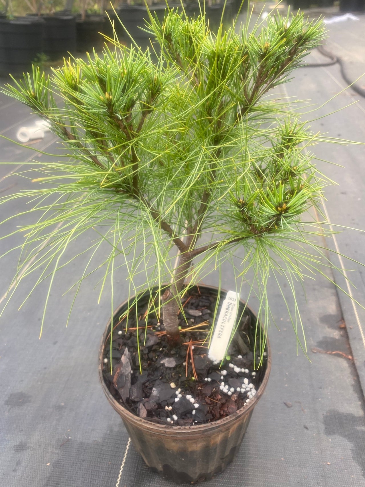 Pinus strobus 'Umbraculifera' Eastern White Pine - Maple Ridge Nursery