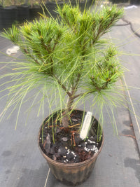 Thumbnail for Pinus strobus 'Umbraculifera' Eastern White Pine - Maple Ridge Nursery