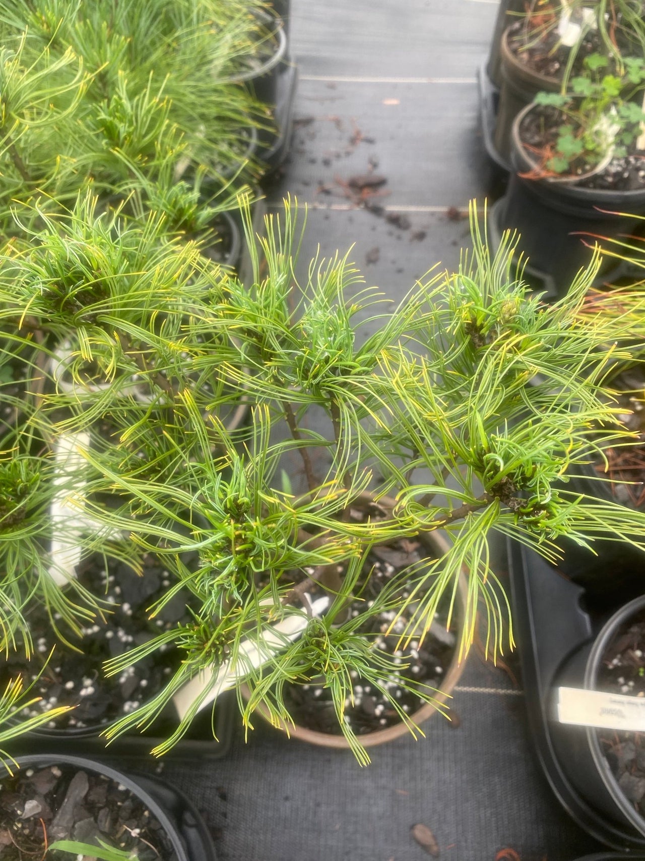 Pinus strobus 'Vercurve' Twisted Eastern White Pine - Maple Ridge Nursery