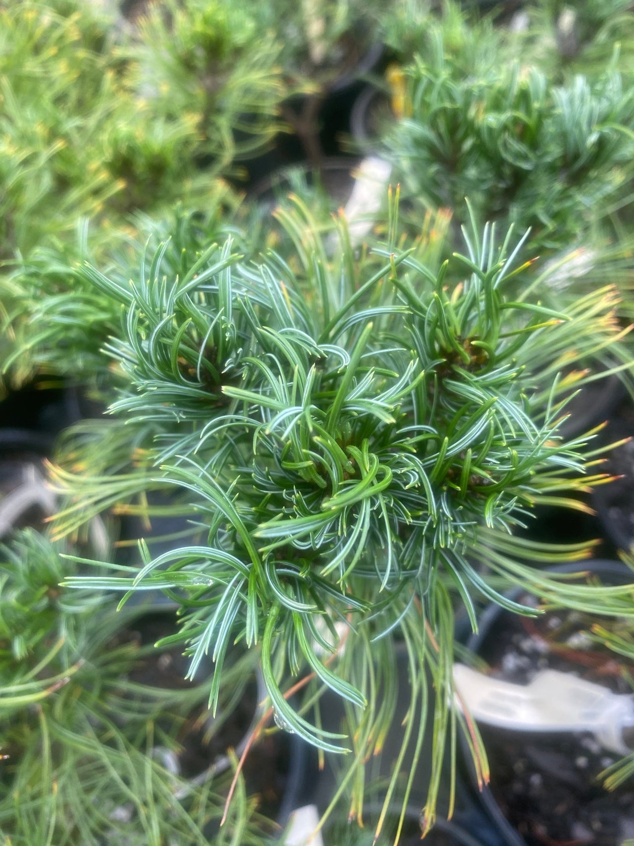 Pinus strobus 'Vercurve' Twisted Eastern White Pine - Maple Ridge Nursery