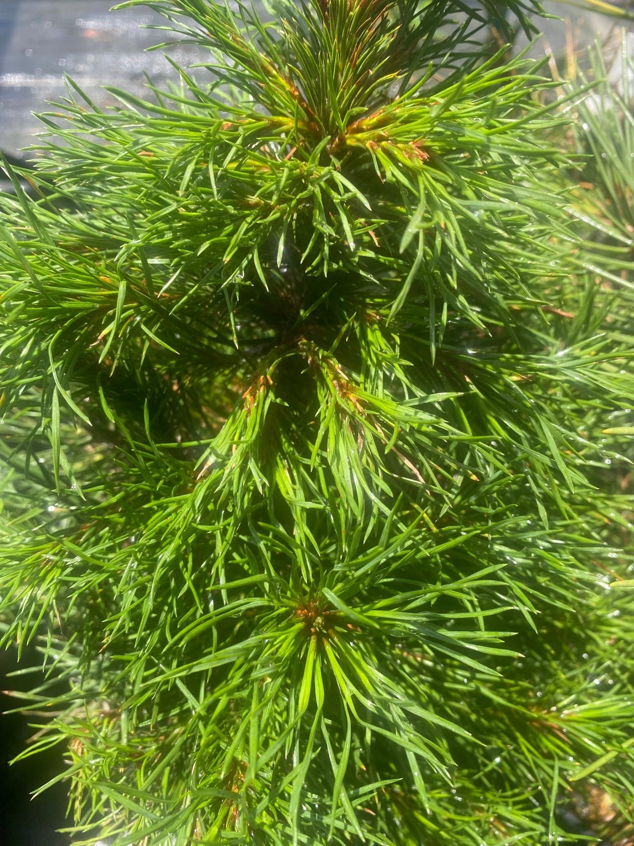Pinus sylvestris 'Green Penguin' Dwarf Scots Pine - Maple Ridge Nursery