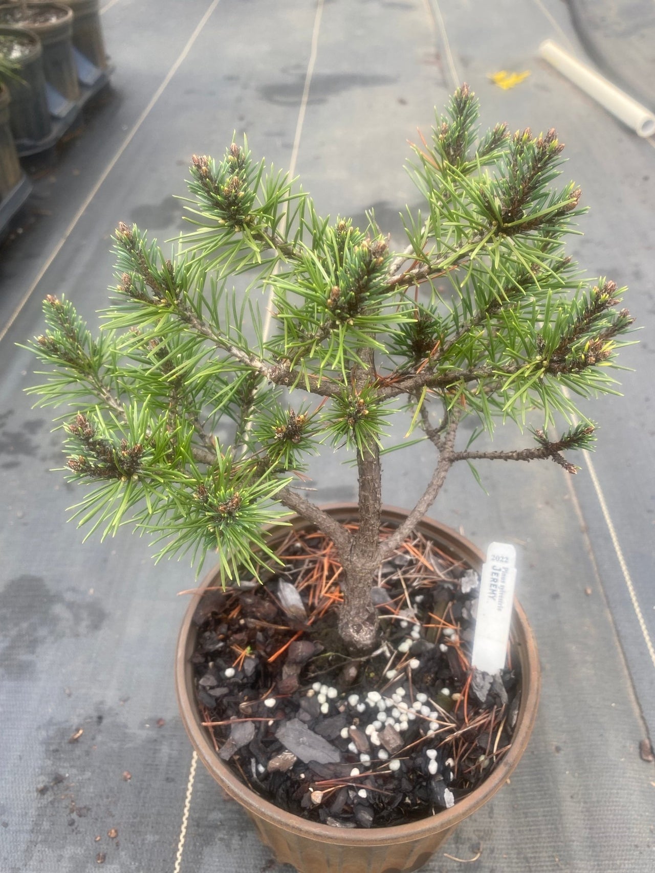 Pinus sylvestris 'Jeremy' Dwarf Scotch Pine - Maple Ridge Nursery