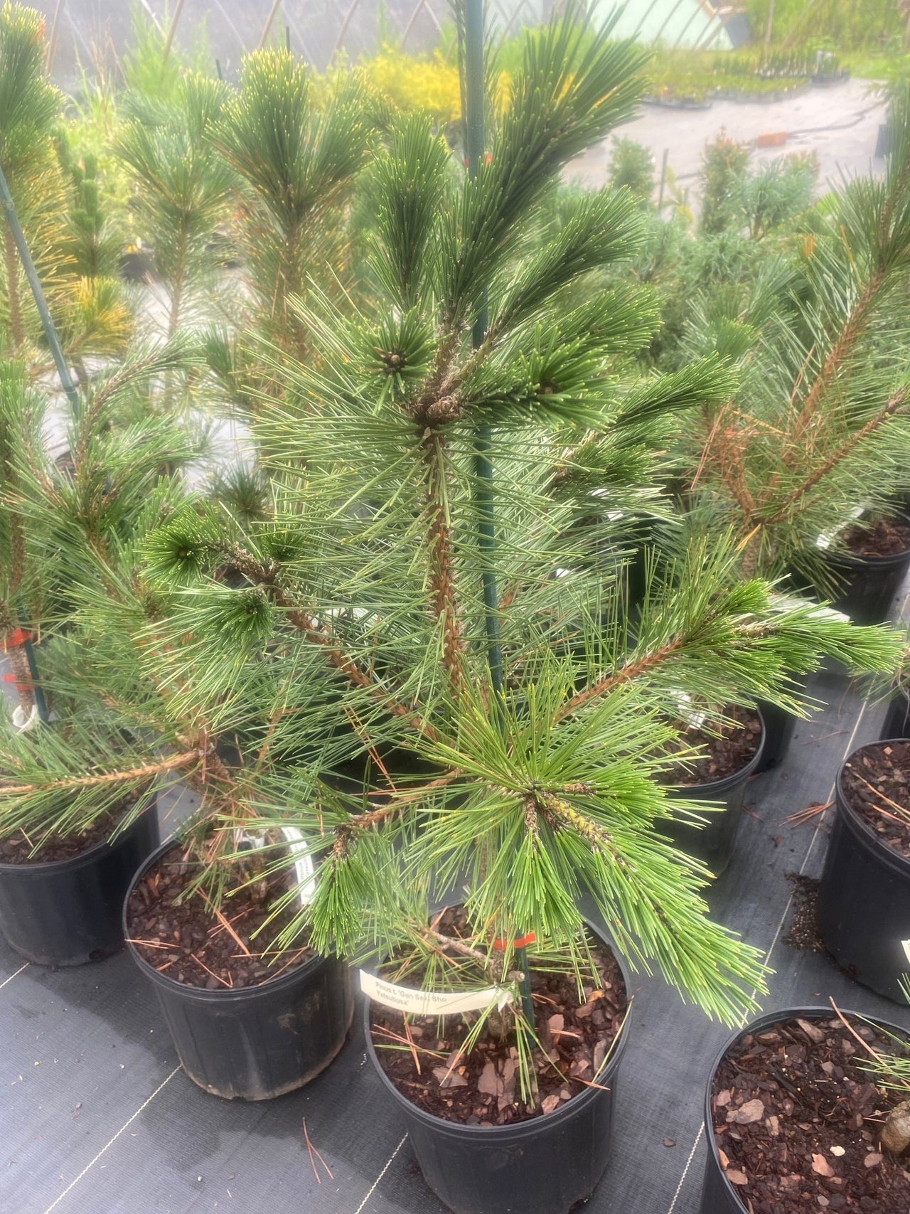 Pinus thunbergii 'Gan seki sho yatsabusa' Japanese Black Pine - Maple Ridge Nursery