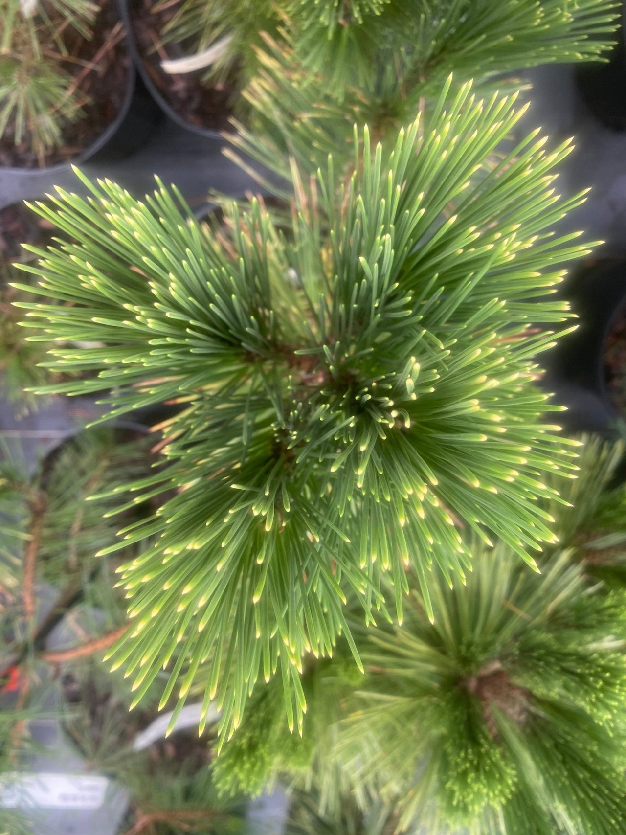 Pinus thunbergii 'Ogon' Japanese Black Pine - Maple Ridge Nursery