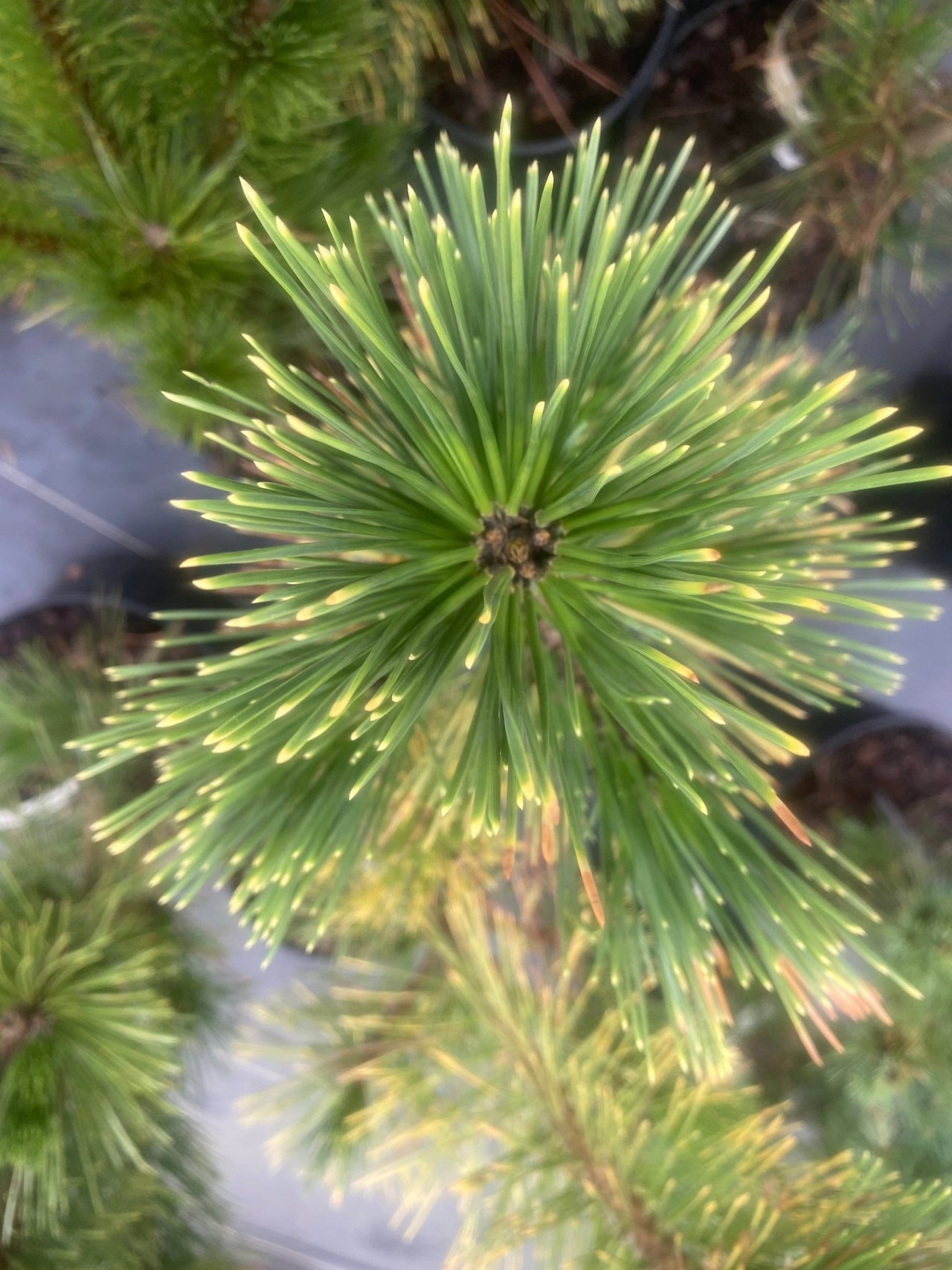 Pinus thunbergii 'Ogon' Japanese Black Pine - Maple Ridge Nursery