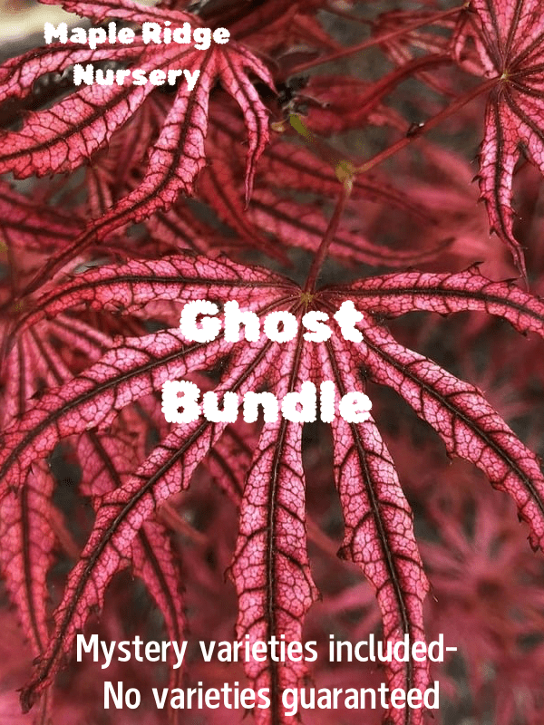 The Ghost Japanese Maple Bundle - Maple Ridge Nursery