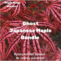 Thumbnail for The Ghost Japanese Maple Bundle - Maple Ridge Nursery