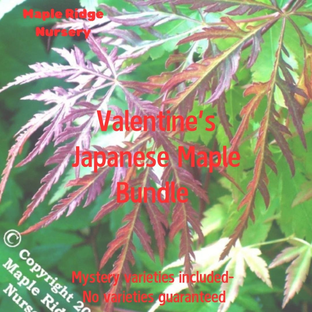 Valentine's Day Bundle - Maple Ridge Nursery
