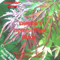 Thumbnail for Valentine's Day Bundle - Maple Ridge Nursery