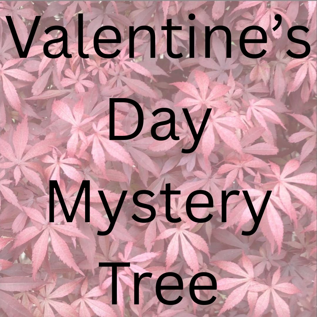 Valentine's Day Mystery Tree - Maple Ridge Nursery