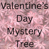 Thumbnail for Valentine's Day Mystery Tree - Maple Ridge Nursery