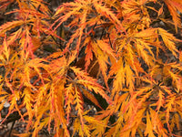 Thumbnail for Acer palmatum 'Ruby Lace' Dwarf Japanese Maple