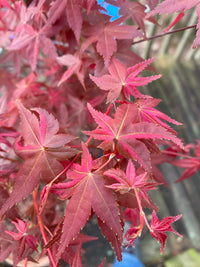 Thumbnail for Acer palmatum 'Noel' Variegated Corallinum Japanese Maple