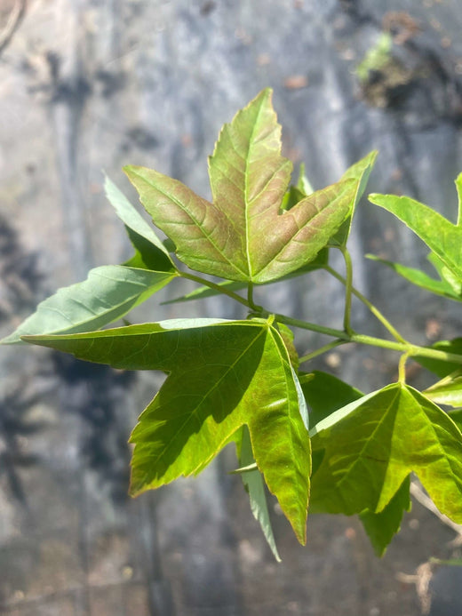 Shop All Japanese Maples – Maple Ridge Nursery