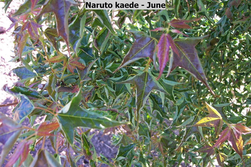Shop All Japanese Maples – Maple Ridge Nursery
