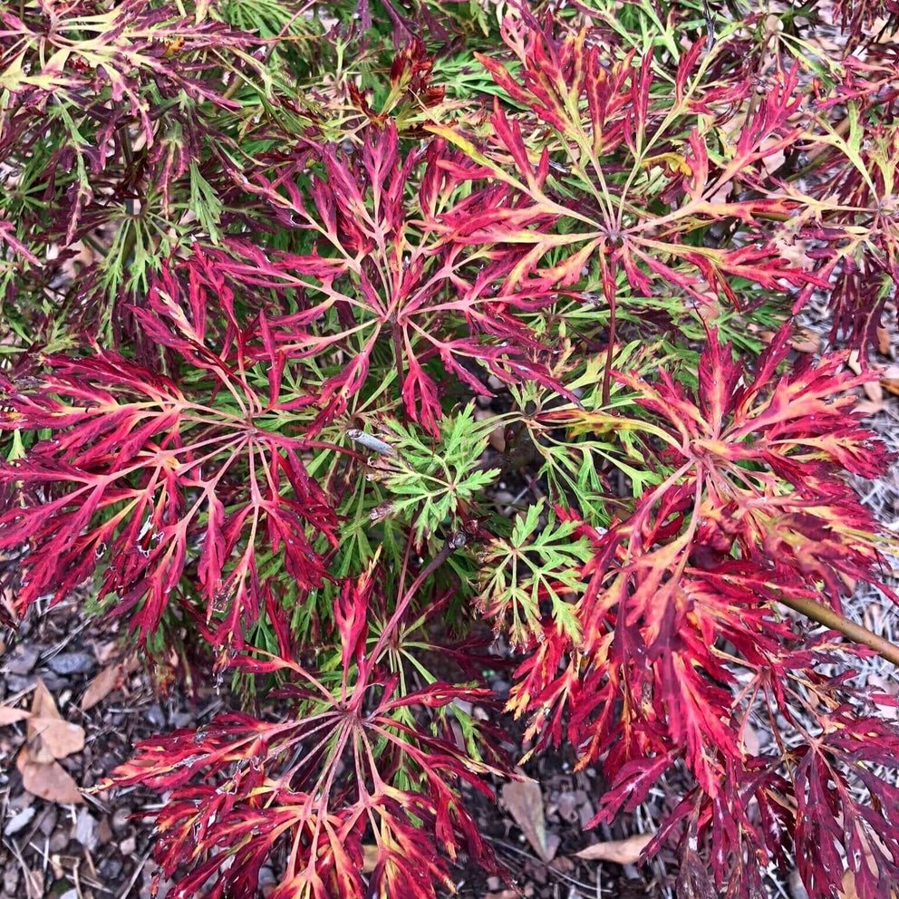 Buy Acer japonicum 'Fairy Lights' Dissected Full Moon Japanese Maple