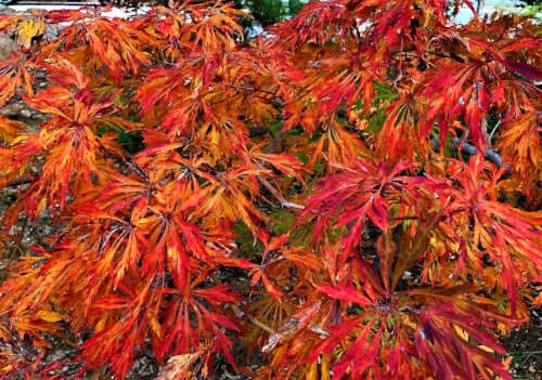 Autumn Baroque - Maple Cascade