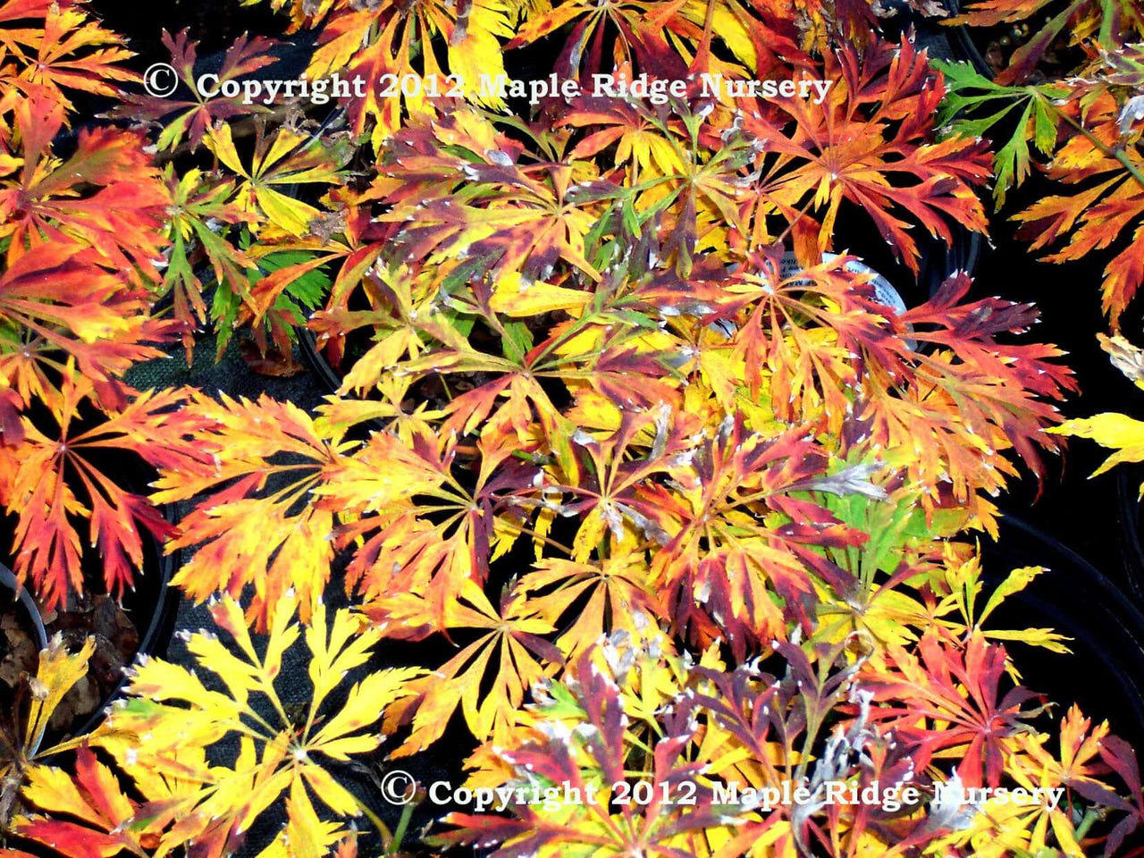 Acer japonicum 'Green Cascade' - mapleridgenursery