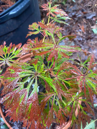 Thumbnail for Acer japonicum 'Oregon Fern' - mapleridgenursery