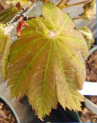 Thumbnail for Acer japonicum 'Otaki' - mapleridgenursery