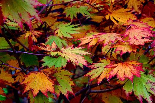 Acer japonicum 'Rising Sun' Full Moon Japanese Maple – Maple Ridge Nursery