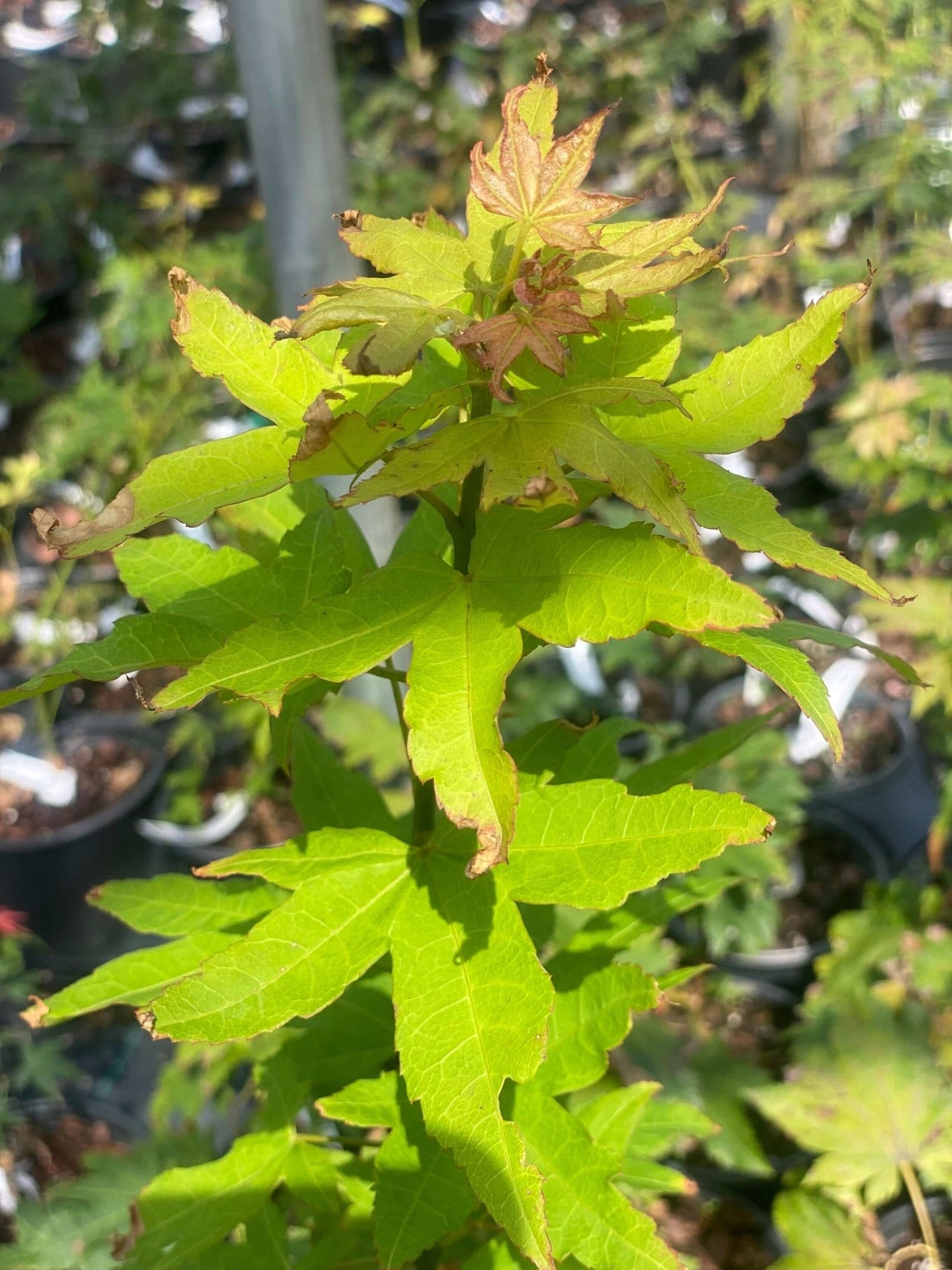 Acer oliverianum 'Hot Blonde' - mapleridgenursery