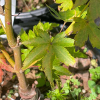 Thumbnail for Acer palmatum 'Aka kawa hime' - mapleridgenursery