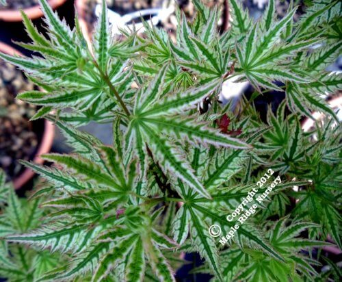 Acer palmatum 'Alpenweiss' - mapleridgenursery