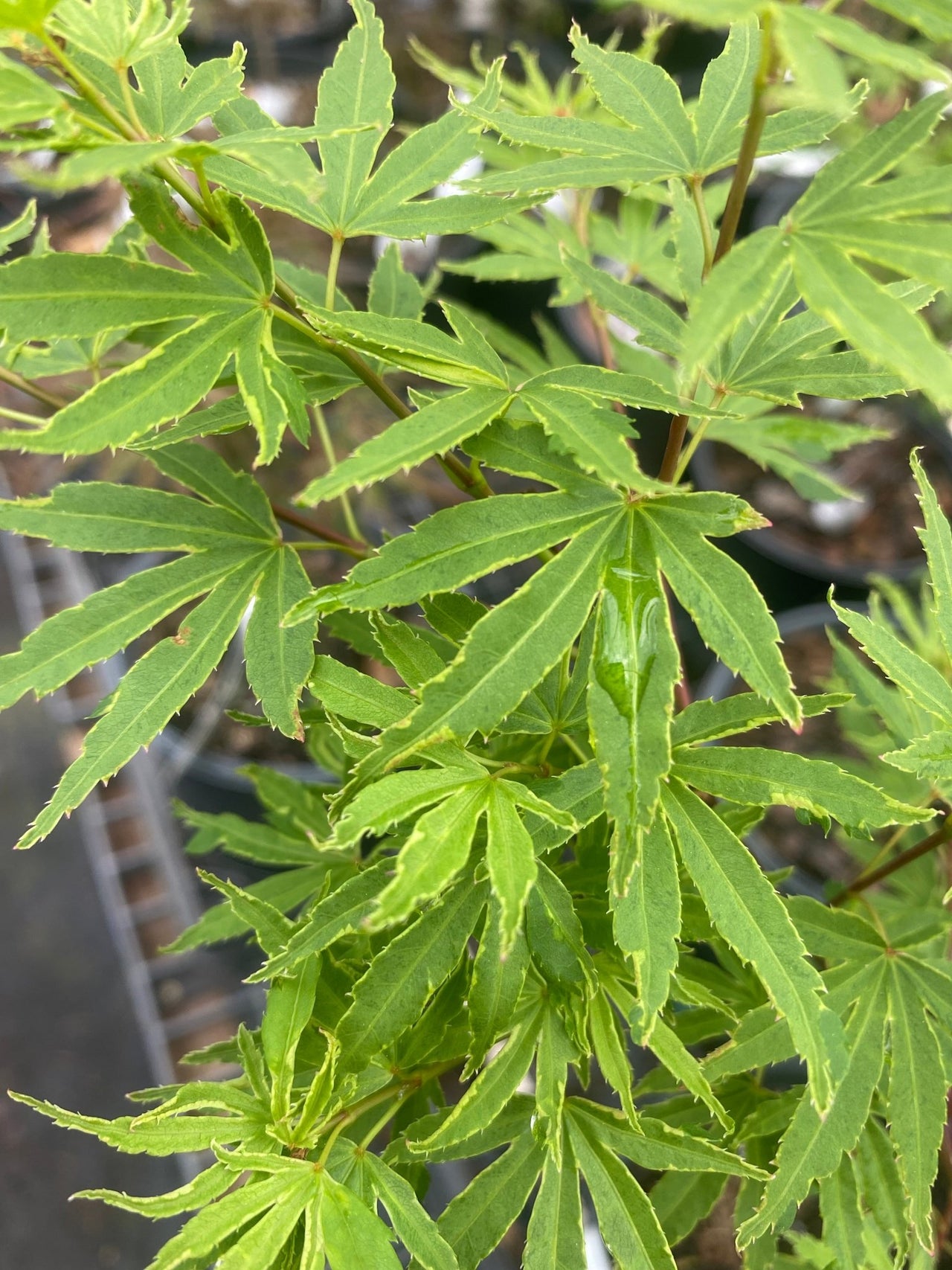 Acer palmatum 'Ao kanzashi' Variegated Japanese Maple - Maple Ridge Nursery