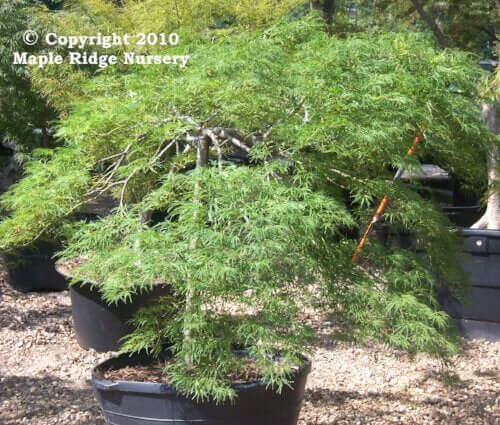 Acer palmatum 'Ao Shidare' - mapleridgenursery