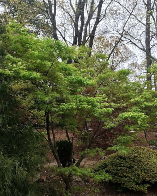 Acer palmatum 'Ao shime no uchi' - mapleridgenursery