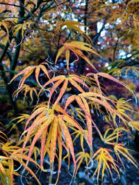 Thumbnail for Acer palmatum 'Ao shime no uchi' - mapleridgenursery