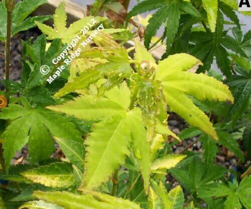 Acer palmatum 'Aocha nishiki' - mapleridgenursery