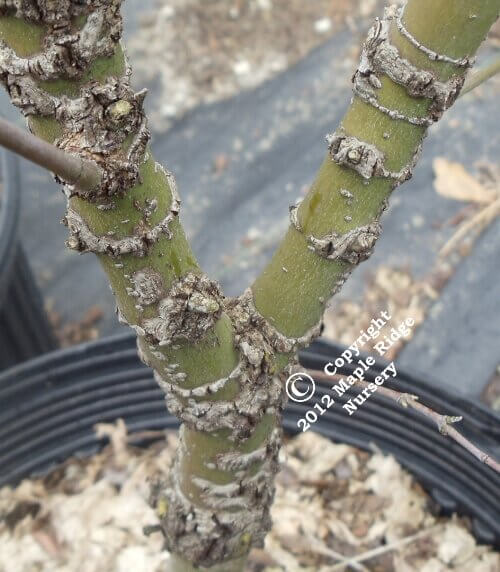Acer palmatum 'Arakawa' - mapleridgenursery