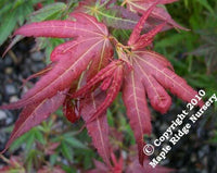 Thumbnail for Acer palmatum 'Aratama' - mapleridgenursery