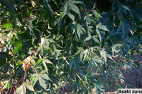 Thumbnail for Acer palmatum 'Asahi zuru' - Maple Ridge Nursery