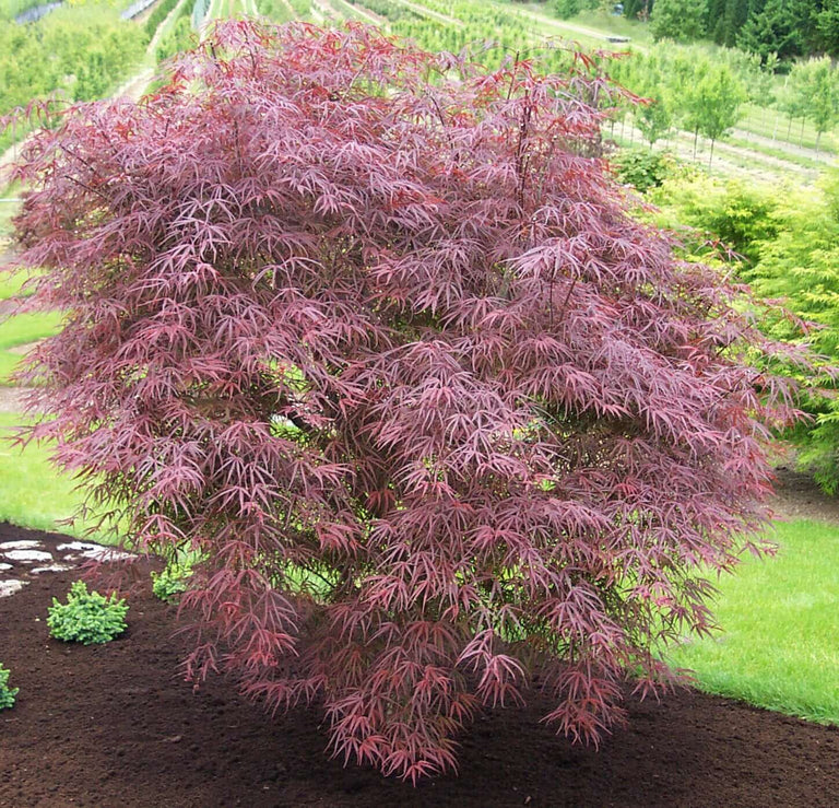 Red Maples Ruggery Red Japanese Maples – Maple Ridge Nursery