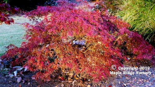Acer palmatum 'Autumn Fire' Japanese Maple