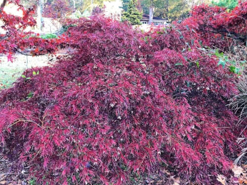Acer palmatum 'Autumn Fire' - mapleridgenursery