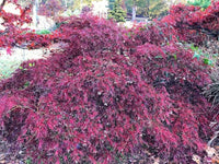 Thumbnail for Acer palmatum 'Autumn Fire' - mapleridgenursery