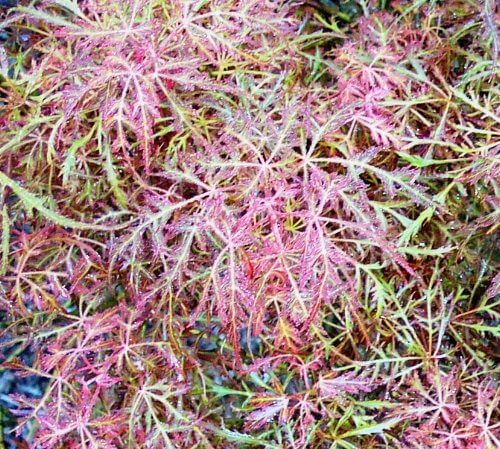Acer palmatum 'Baby Lace' - mapleridgenursery
